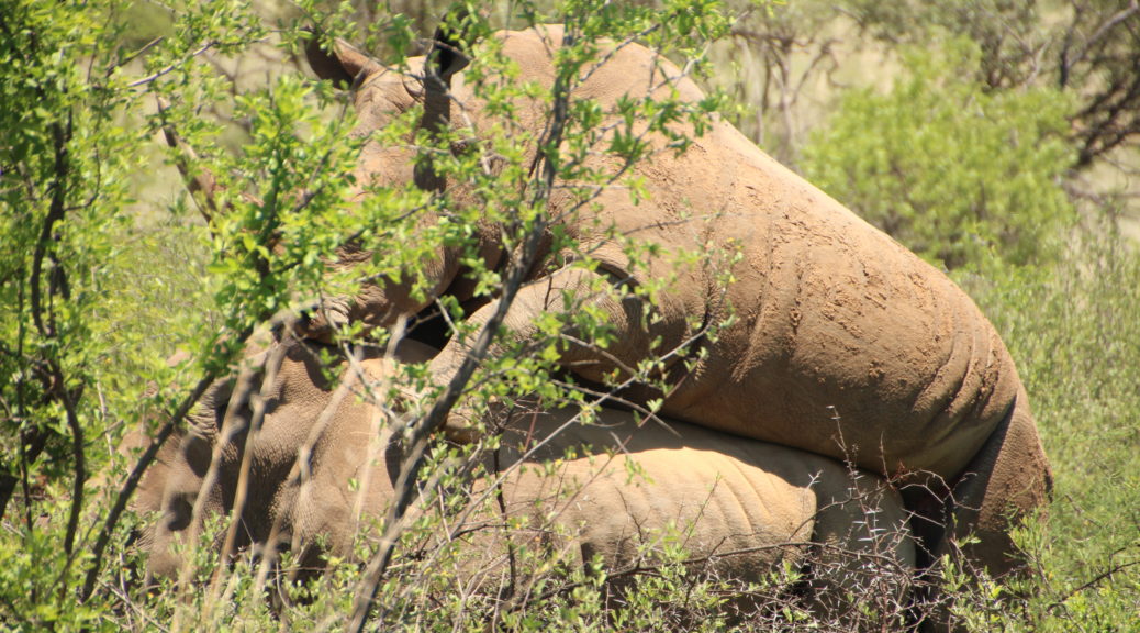 Woche 6: mehr Regen, Safari und praktische Fertigkeiten
